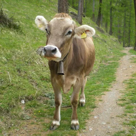 Casa Zebrusius - Bepi&piera's Apartman *