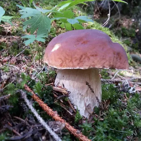 Casa Zebrusius - Bepi&piera's Apartman *